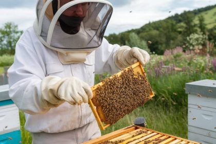 L’impact de l’apithérapie sur la vitalité mentale : focus sur les effets du pollen et de la gelée royale