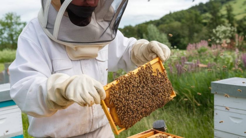 L’impact de l’apithérapie sur la vitalité mentale : focus sur les effets du pollen et de la gelée royale